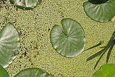 像素解谜《狄仁杰之锦蔷薇》12月登陆Xbox和Switch